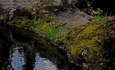 Swaner Preserve & EcoCenter