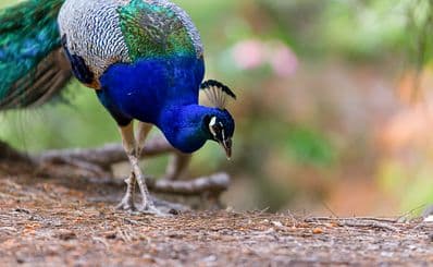 Botanical Park & Gardens of Crete