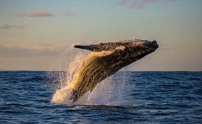 Hervey Bay Whale Watching