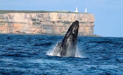 Whale Watching