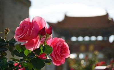 World Horticulture Expo Garden