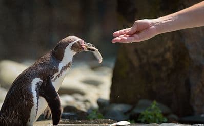Saarbrücken Zoo