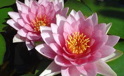 Mount Congreve Gardens