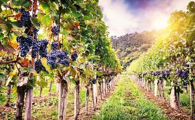 National Wine Centre of Australia