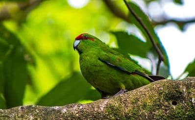 Zealandia Wildlife Sanctuary