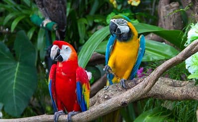 Umgeni River Bird Park