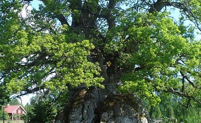 Rumskulla Oak