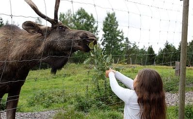 Glasriket's Moose Park